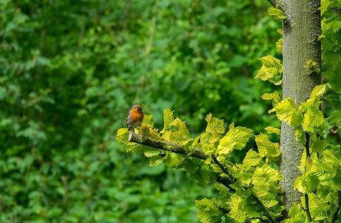 Robin with food in its beak, Münsterland, North Rhine-Westphalia, Germany, Europe