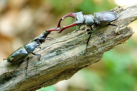 Fascinating stag beetle (Lucanus cervus), insect of the year 2012, June, Saxony, Germany, Europe