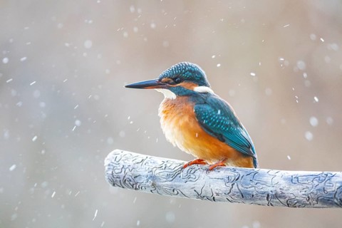Kingfisher (Alcedo atthis) Germany