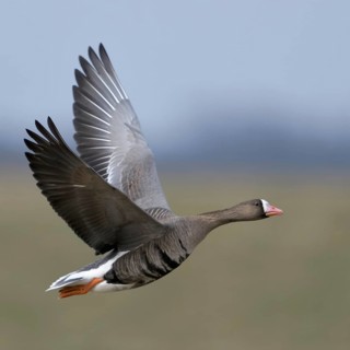 Green and blue... White-fronted goose (Anser albifrons), northern wild goose in flight, in the most