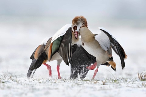 Nile goose, Nile geese (Alopochen aegyptiacus) in winter, snow, in fierce, hard fight, territorial