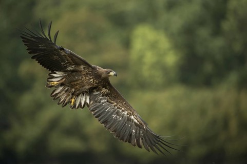 Wingspan up to 250 cm... White-tailed eagle (Haliaeetus albicilla), young eagle, bird of prey is
