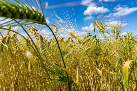 Grain field, in front of harvest, barley, near Bottrop-Kirchhellen, North Rhine-Westphalia,