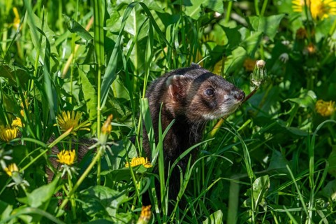 European polecat (Mustela putorius) on the hunt, looking for prey in meadow, pasture with