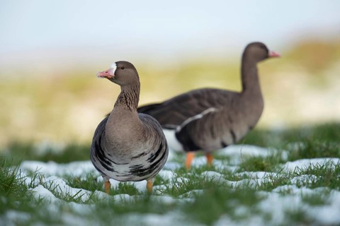 Critical glances... White-fronted goose (Anser albifrons), two wild geese in their wintering