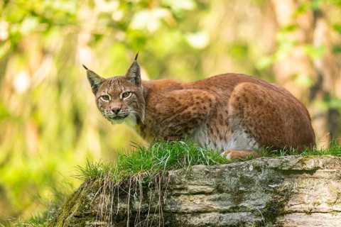 Eurasian lynx (Lynx lynx) on a rock, Austria, Europe