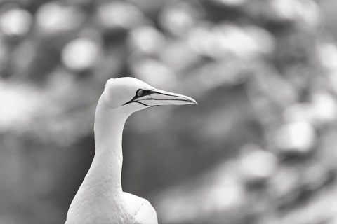 Gannet (Morus bassanus) on bird cliffs, monochrome, Helgoland Island, Schleswig-Holstein, Germany,