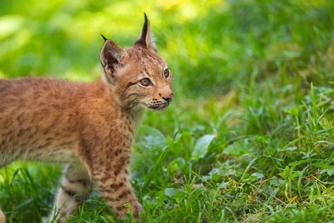 Eurasian lynx (Lynx lynx) youngster on a meadow, Bavaria, Germany, Europe