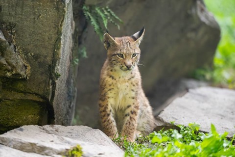 Eurasian lynx (Lynx lynx) youngster, Bavaria, Germany, Europe