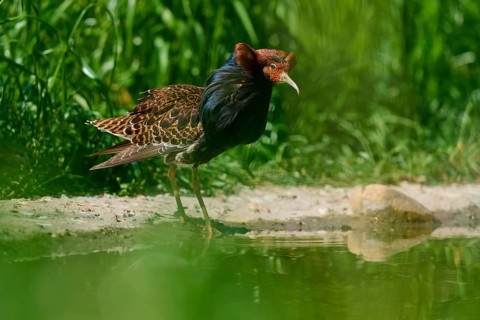 Ruff (Philomachus pugnax), with dark plumage bends over calm water, France, Europe