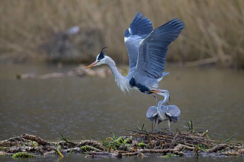 Grey heron (Ardea cinerea), copula, nest on floating roots of water lily in front of reeds, Neckar