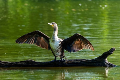 Bird on a tree trunk in the water with wings spread to the sun, Cormorant, (Phalacrocorax carbo),
