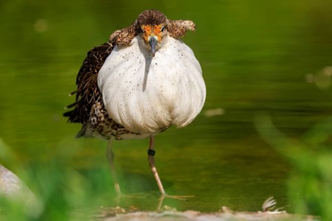 Bird with white plumage at the water, blurred green in the background, Ruff (Calidris pugnax, Syn.:
