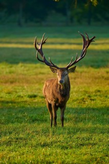 Red deer (Cervus elaphus), imposing, standing in a meadow in the warm light of the setting sun,