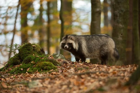 Rare encounter... Raccoon dog (Nyctereutes procyonoides), invasive predator, hidden living, mostly