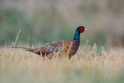 In a stubble field... Pheasant, hunting pheasant (Phasianus colchicus), pheasant cock running
