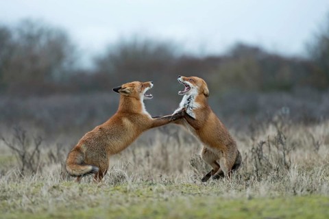 Red fox (Vulpes vulpes), foxes fighting, fight, two red foxes have come into conflict during the