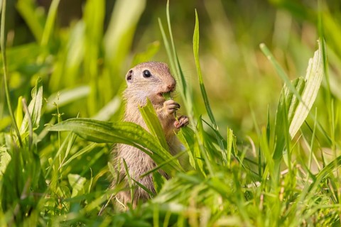 A young European ground squirrel (Spermophilus citellus) or European souslik stands in a meadow