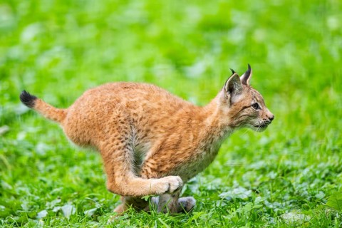 Eurasian lynx (Lynx lynx) youngster running on a meadow, Austria, Europe