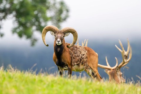 European mouflon (Ovis aries musimon) ram standing on a meadow, tirol, Kitzbühel, Wildpark Aurach,
