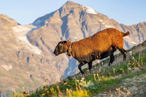 Domestic sheep (Ovis orientalis aries) at sunrise in the Mountains at Hochalpenstraße, Pinzgau,