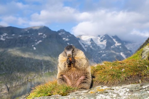 Alpine marmot (Marmota marmota) in autumn, Grossglockner, High Tauern National Park, Austria,