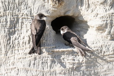 Sand martins (Riparia riparia), Emsland, Lower Saxony, Germany, Europe