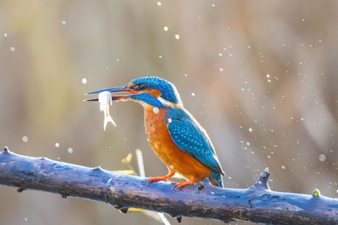 Kingfisher (Alcedo atthis) Germany