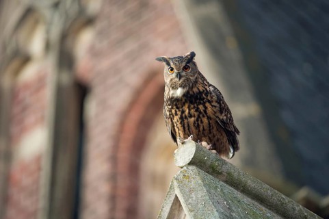 Owl in the city... European eagle owl (Bubo bubo) looking down from the roof of a church where the