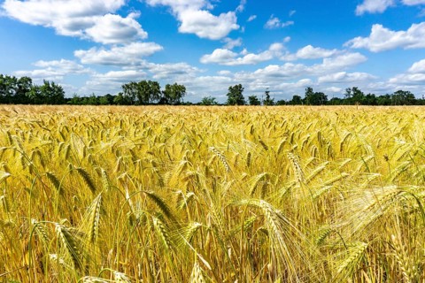 Grain field, in front of harvest, barley, near Bottrop-Kirchhellen, North Rhine-Westphalia,