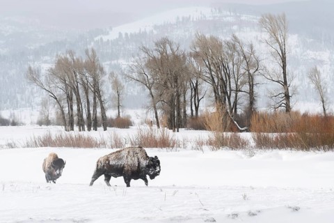 In the wide valley... American Bison (Bison bison) in winter, bison in the wide, snow-covered