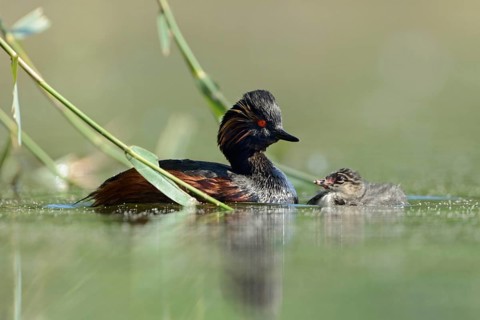 Black-necked Grebe (Podiceps nigricollis), young and old, chicks with adult bird, swimming breast