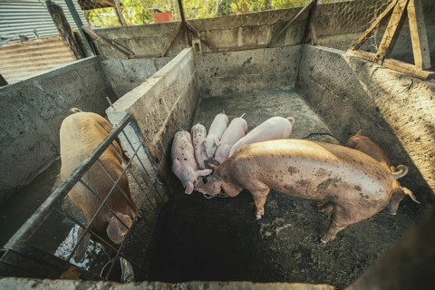 Beautiful fat pigs in a home farm