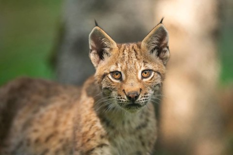 Eurasian lynx (Lynx lynx) youngster, portrait, Bavaria, Germany, Europe
