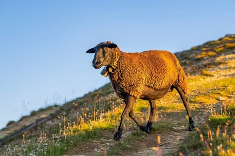Domestic sheep (Ovis orientalis aries) at sunrise in the Mountains at Hochalpenstraße, Pinzgau,