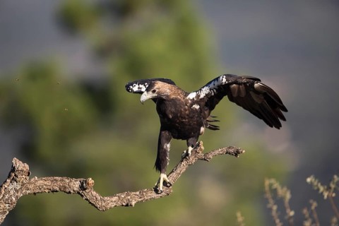 Iberian Eagle (Aquila adalberti), Spanish imperial eagle, Extremadura, Castilla La Mancha, Spain,