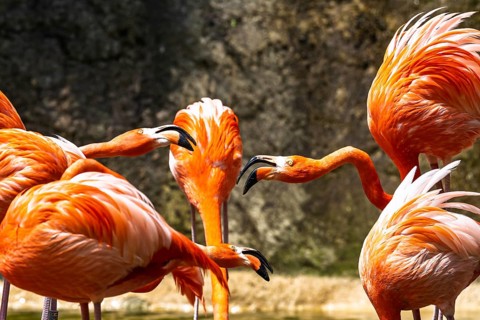 American flamingo, Phoenicopterus ruber, group of birds