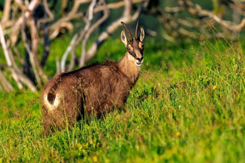 Goat on a green meadow looking slightly into the camera, chamois, chamois, (Rupicapra rupicaprae),