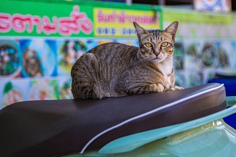 Cat resting on the seat of a scooter in Chiang Rai, Thailand, Asia