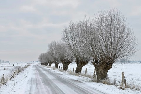 Gnarled old pollarded trees, pollarded willows (Salix sp.) along an icy country road on Bislicher