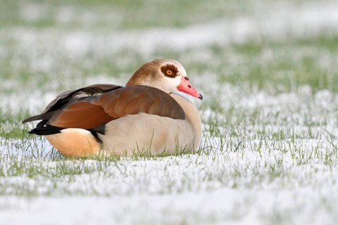 In winter... Nile goose (Alopochen aegyptiacus) resting in a field, lying in the snow, Nile geese