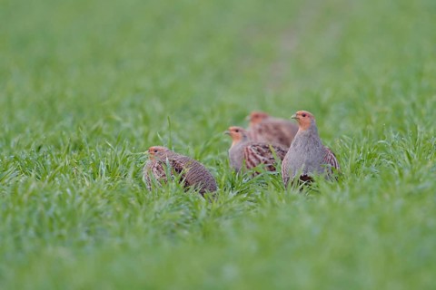 Small company... Grey partridge (Perdix perdix), partridge chain in the field, native birdlife,