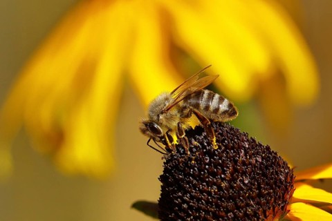 European honey bee (Apis mellifera), collecting nectar from a yellow coneflower (Echinacea
