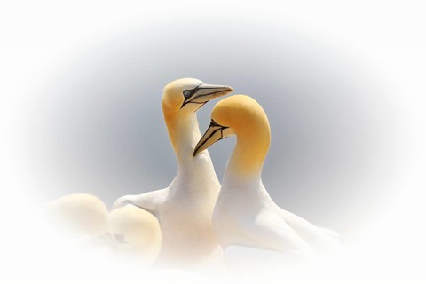 Northern gannet (Morus bassanus) on bird cliffs, pair courtship display, Helgoland Island,