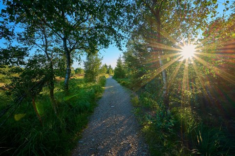 A path through the forest illuminated by the sun shining through the leaves, High Fens, Eifel,