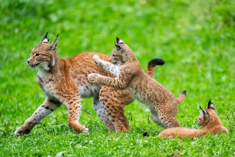 Eurasian lynx (Lynx lynx) mother with her youngsters, playing, jumping, Austria, Europe
