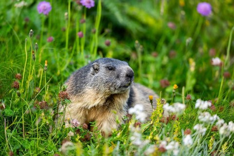 Alpine marmot (Marmota marmota) in autumn, Grossglockner, High Tauern National Park, Austria,