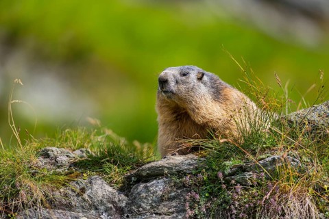 Alpine marmot (Marmota marmota) in autumn, Grossglockner, High Tauern National Park, Austria,