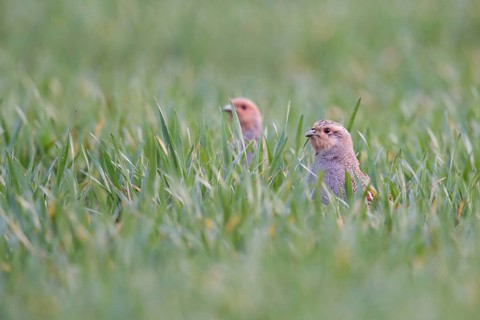 In the winter wheat... Grey partridge (Perdix perdix), two partridges sticking their heads out of