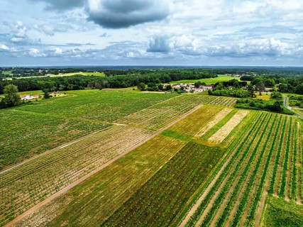 Vineyards and grape fields around Bordeaux from a drone, Saint-Mariens, Gironde,